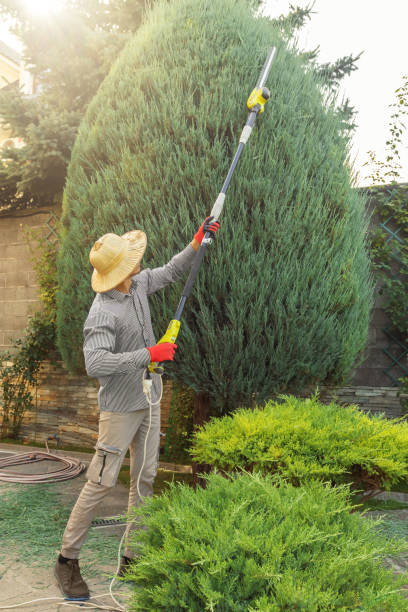 Large Tree Removal in Woodstock, GA